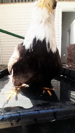 Majestic Bald Eagle Dancing Up Close for the Camera