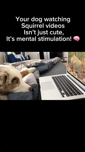 Dogs can actually benefit from visual enrichment when home alone. Try this with your pup.