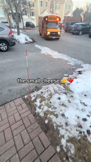 Exploring the World of School Buses