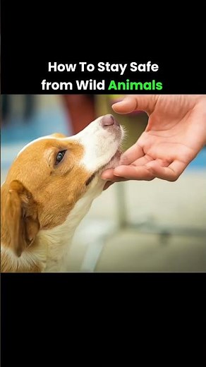 How Do Animals Know You’re Afraid? 😨🐅 | The Science of Fear