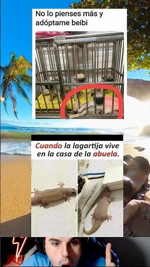 Cuando la lagartija vive en la casa de la abuela