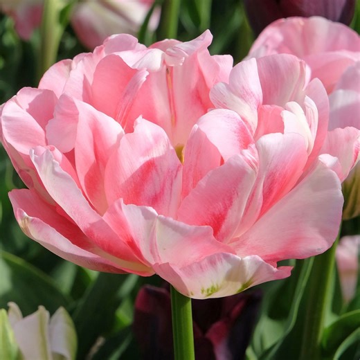 8 unique tulip varieties to spice up your spring garden with bold colors & stunning blooms