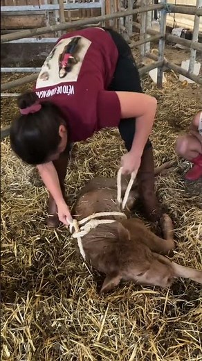 The Madigan Squeeze Technique on a Calf 🐄 #farming #farm