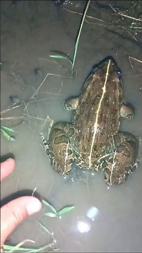 Jump for Joy The Funniest Rain Frog Clips!🐸