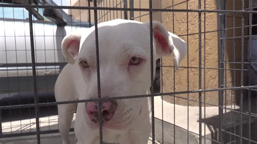 The importance of microchipping your pet