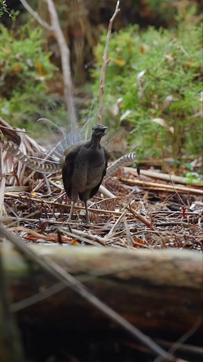 The Superb Lyrebird's feathers have several unique features: Males have distinctive, long, lyre-shaped tail feathers used in courtship displays. Their feathers exhibit intricate patterns and colors. The lyrebird's feathers have a unique structure, allowing for exceptional mimicry and display capabilities. These remarkable feathers play a crucial role in the Superb Lyrebird's mating and territorial behaviors. Video Credit: @jeremyfilmsthings #superblyrebird #birding #birds #birdwatching #NatureLo