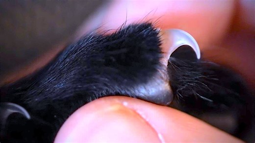 The real reason cats' claws are so sharp.