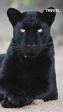 Black leopard in Kenya | Black Panther #wild #safari #wildlifephotography #kenya #travellens