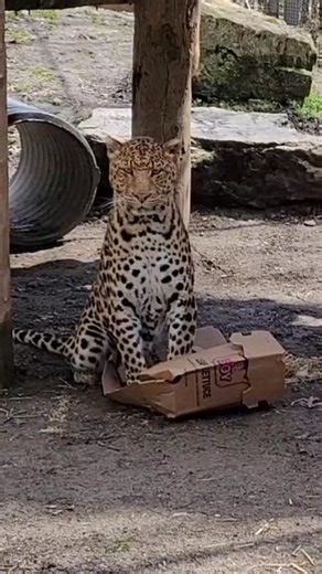 Our research findings indicate that all cats like boxes. 🐈📦 Just kidding, we didn’t do any research on this but we do want to wish you a Happy International Leopard day! During a visit to Safari Niagara, you will see African leopards, Snow leopards, and Clouded leopards, but did you know? Only our African leopards are truly leopards. While both Snow leopards and Clouded leopards share some similarities with African leopards, such as their spotted fur pattern, they are separate species of wild 