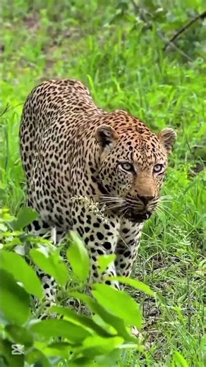 “Cheetah Survival in the Jungle | A Calm Wildlife Observation Moment”