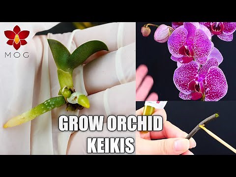 How to grow Baby Orchid Plants (Keikis) - Keiki Paste for Phalaenopsis - Orchid Care for Beginners