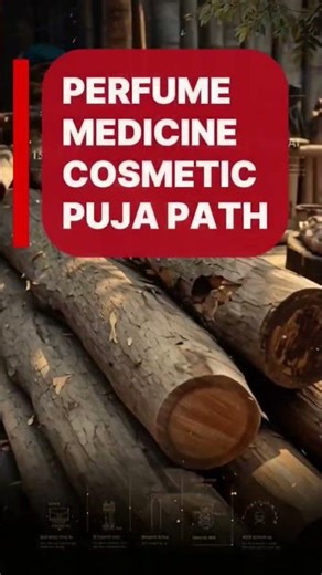 The Sandalwood Business That Made Billionaires Out of Farmers