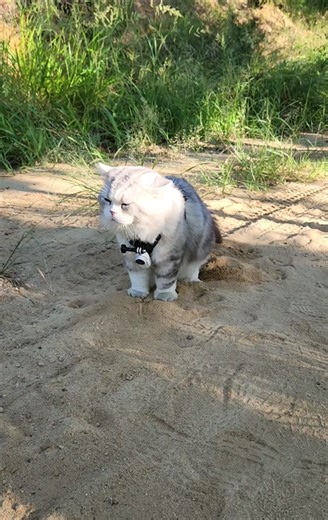 小八挖沙第一视角，两个大爪子忙坏了。就是有点瞎忙活。