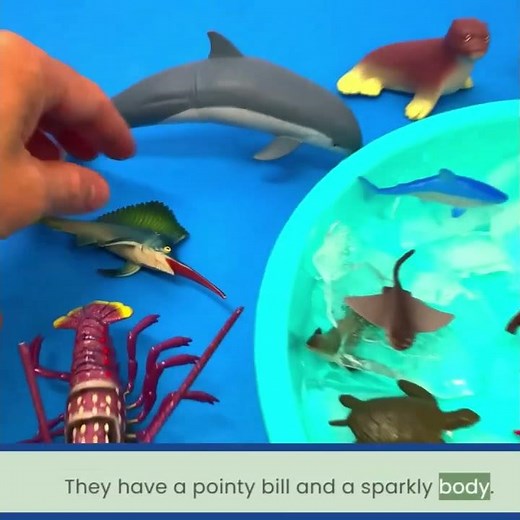 Marlin Fun Facts! Its Pointy Bill! 🐟