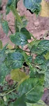 BEST TECHNIQUE OF MULTIPLE VEGETABLE CROPPING.