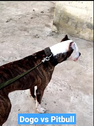 Dogo Argentino vs Pitbull: Clash of Breeds