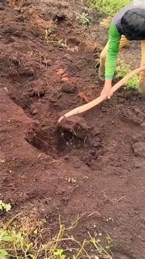 hoeing techniques on hill slopes