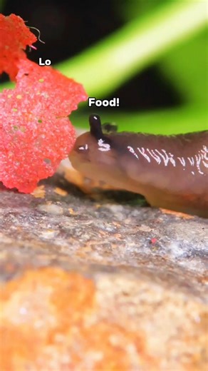 The little translucent slug turning red