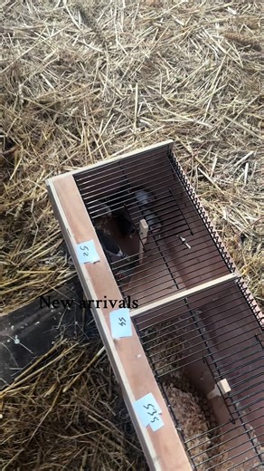 Discover the Latest Zebbies and Their Habitats