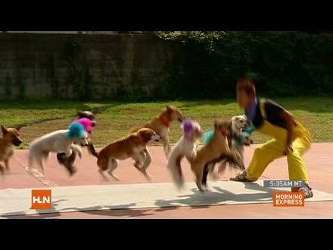 Dogs jumping rope set record
