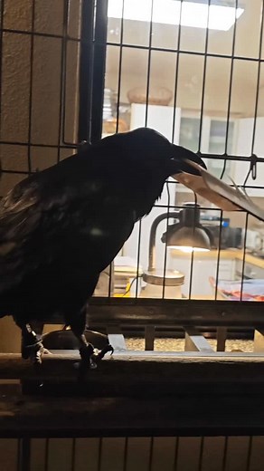 662 reactions · 14 shares | Olá! Hello!  | Moonin Raven | Facebook