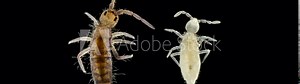 Collembola insect or springtail under the microscope