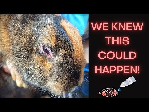 Diagnosing And Treating A Rabbit's Eye Infection!