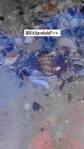 The secret to finding these big seashells? ⬇️ Here is a Horse conch shell I found buried under the sand that turned out to be in great condition! 🙌🏼 Winter is the best time to find these guys! 🐚 Make sure to look for any part of the shells exposed. You will mostly find them buried like this. found in Florida on a shelling tour with @reel_kind 💙 #seashells #shelling #floridabeaches #beachcombingfinds #conch #theseashellmermaid | The Seashell Mermaid