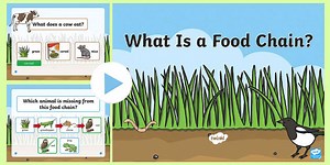 What Is a Food Chain? PowerPoint