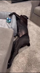 Bane Therapy 🐶 🧨 💥 watch this one all the way through 💀 | Raising Bane