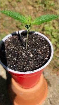 My First Outdoor Grow! #shorts