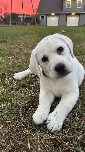 Bella | Rocky River Retrievers