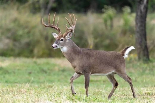 When Does the Deer Rut Start in the South? - Game & Fish
