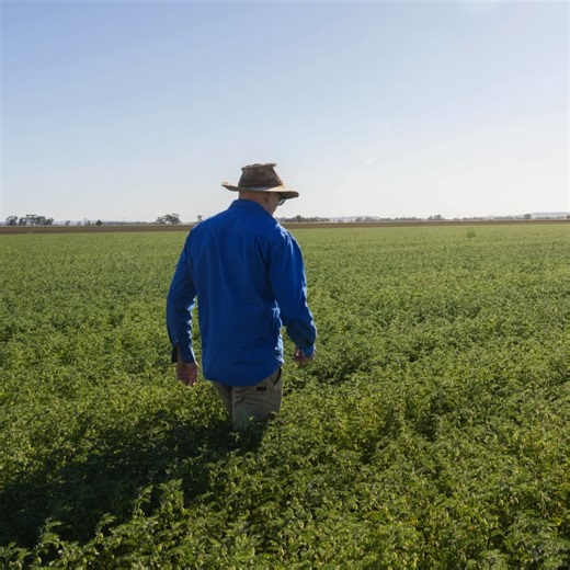 Robert Houghton’s family have been irrigating since the 1930s. From gravity-fed systems to full automation, their farm now produces cotton, cereals, and rice when sufficient water is available. Here are some of Robert's insights into how irrigation has changed overtime and what is working for them 👇 | Murrumbidgee Irrigation Limited