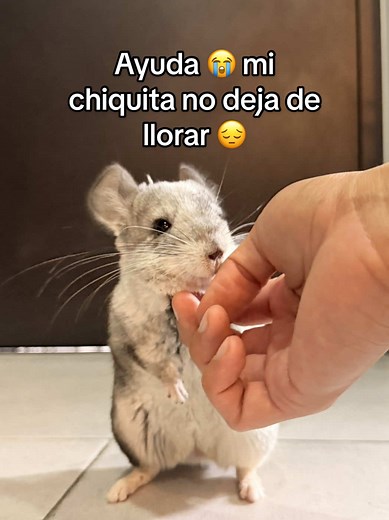 Cómo ayudar a una chinchilla que llora
