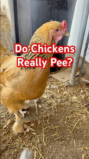 Do Chickens Pee?