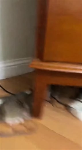 Effective Pest Control Strategies for Mice and Rats