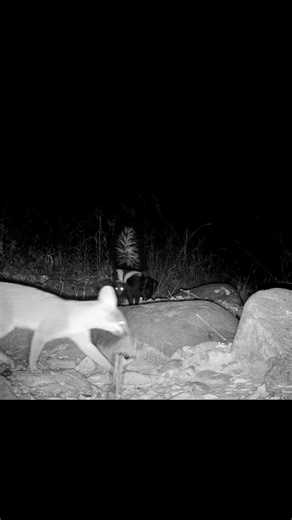 Skunk 1 - Fox 0 A standoff between a gray fox and striped skunk. Skunks have very poor vision and even the fox is not a threat, the skunks reaction is to defend itself by looking big and bluff charging. What’s interesting is that spotted skunks are sometimes seen paralleling gray foxes but striped skunks just aren’t having that. In this instance, the fox escaped scent free! 🦨 🦊 Video by @captured_bynathalie #ocoutdoors #skunk #fox #grayfox #stripedskunk #nature #trailcam #orangecounty | Orange