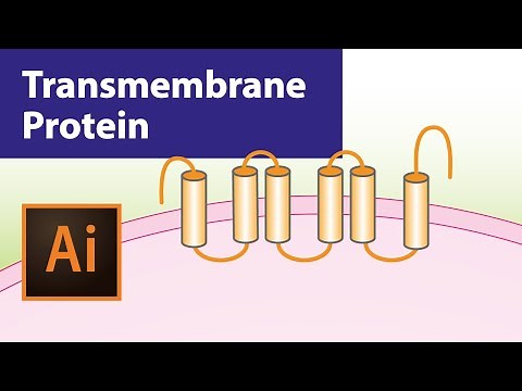 Draw transmembrane protein in Adobe illustrator | Illustrator for scientists | Graphical abstract