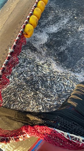 Fishing Techniques for Silver Fish Catching