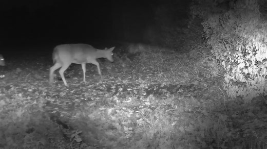 Fallow Deer in the field at 1-38am this morning, I think there are 16 of them. | Alan Baldry