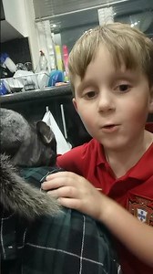 Standard grey female chinchilla 4 months aporox. Summer 2021 kits.