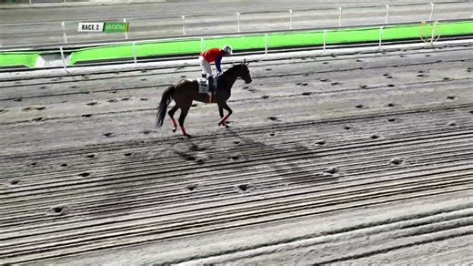 PJC Live January 28, 2026 YT Live Channel https://www.youtube.com/channel/UCRQpk-mshho7u-eOxj3gl_A PJC Website https://pjcracing.com/live PJC Fastbet https://fastbet.philippinejockeyclub.com/ | Philippine Jockey Club