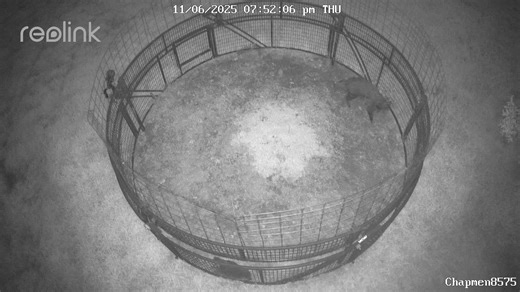 #1435 Havent seen a hog all week with acorns falling but this guy couldnt resist the apple flavored corn | Thermal Solutions Hog Control