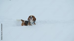 Dog stay at path in knee-deep snow, look around, snowflakes fly down. Beagle turn head and watch, then rush forward through snowy field