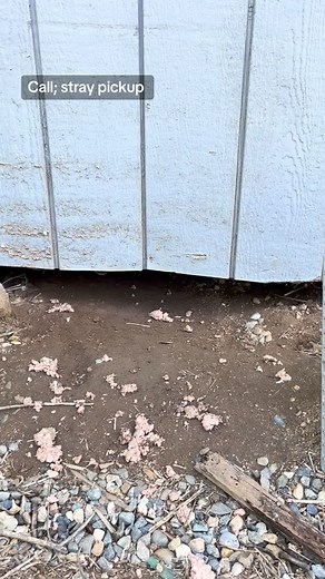 Sing it johnny #animalcontrol #fyp #dogrescue #bodercollie #puppies #animalcopsfresno #dogrescuer | Tina Evans