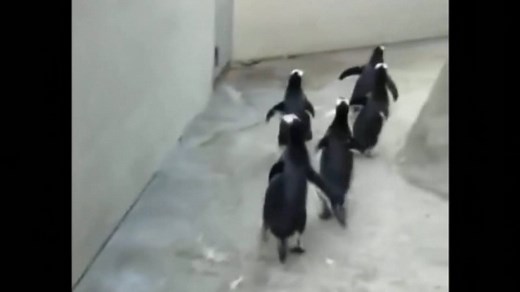 11K views · 48K shares | Zookeepers in Denmark thwarted an escape attempt by a flock of penguins last week after following a trail of wet footprints. | CBC News | Facebook