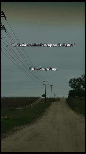 It’s almost like a free candy van 😅😂 #countryroads #farmanimals #homesteadlife #homesteading #fyp