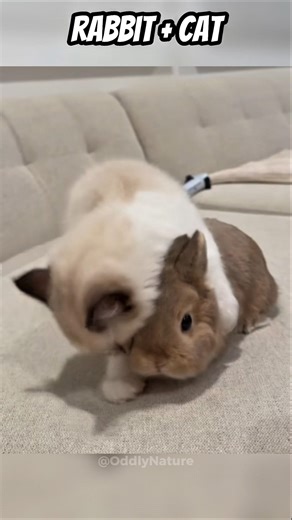 Hybrid Animals That Actually Exist 😳