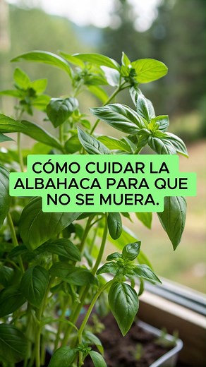 Cómo cuidar la albahaca para que NO se muera. ¿Tu albahaca se pone triste, amarilla o se seca rápido? ¡No te preocupes! Con estos tips tu planta estará verde, aromática y llena de vida. Luz: su secreto para crecer fuerte. La albahaca necesita sol directo al menos 4–6 horas al día. Si está en sombra constante, se estira, se debilita y muere. Tip: ponla cerca de una ventana muy iluminada o en el balcón. Riego correcto No le gusta el exceso de agua. Riega cuando la tierra esté seca en la superficie